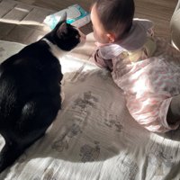 顔を近づける猫と赤ちゃん
