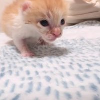 歩いている子猫