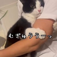 飼い主に抱きつく猫