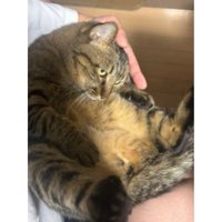 抱かれている猫