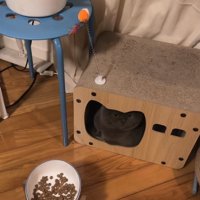 ハウスしている猫とご飯を指さす飼い主