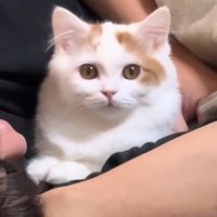 ママさんを見つめる猫