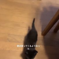 カメラの方向へ歩いてきている黒猫