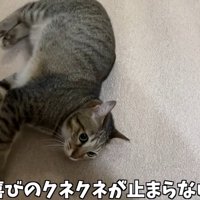 テロップ「喜びのクネクネが～」