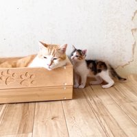 接近する三毛ちゃん