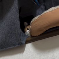 窓際から飼い主の方を見つめる猫