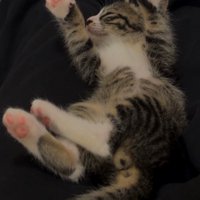 保護主の膝の上でバンザイ寝をする子猫