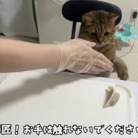 机の上の餃子に手を伸ばす猫を制す女性
