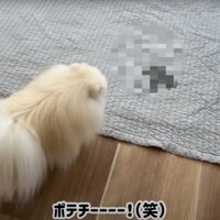 ラグにオシッコを漏らした犬