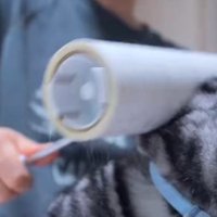 猫の体に転がしている粘着シート