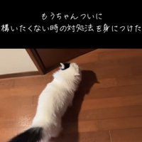立ち去るマンチカン