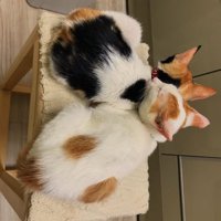 寄り添って寝ている2匹の猫の後ろ姿