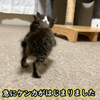 ハチワレの子猫に向かうキジトラの子猫
