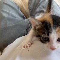 投稿主さんの体を登る子猫