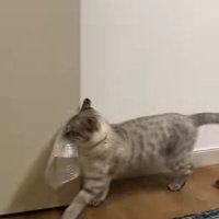 ドアにぶつかっている猫
