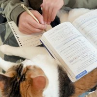勉強をする男の子を見つめる猫