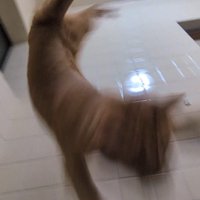 窓から滑って湯船に落ちる猫