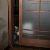 引き戸の隙間から顔を覗かせている猫