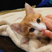 こちらを向く子猫クラくん