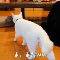 ま、またww