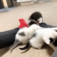 飼い主の靴下で遊ぶ子猫達