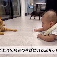 赤ちゃんの前で寝そべる猫