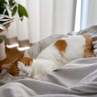 寝ている猫