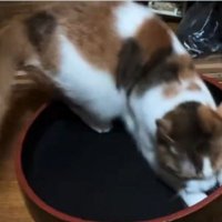 寿司桶の中で遊ぶ三毛猫3