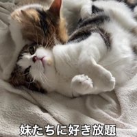 妹猫に噛まれる兄猫