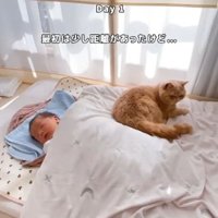 青い枕で眠る赤ちゃんの左側で背を向け横になる猫
