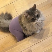 タイツを履いて床に座るペルシャ猫
