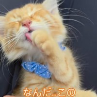 前足をなめる猫
