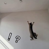 ジャンプしている猫