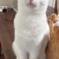 ふっくら成長した白猫