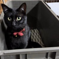 コンテナの中でお座りする猫