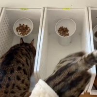 ごはんを食べる猫たち
