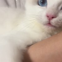 ママさんの腕を掴む子猫