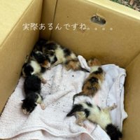 段ボールの中にいる子猫たち