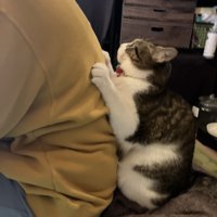 飼い主の背中にはりつく猫