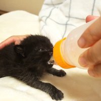 ミルクを飲んで口の周りが白い子猫