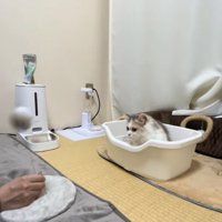 トイレの中で前屈み気味にお座りをしている子猫と飼い主の手