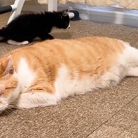 寝ている猫の後に黒い子猫