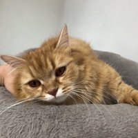 キャットタワーの上で飼い主の手を枕にして横になる猫