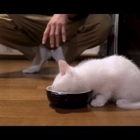 ミルクを飲む子猫