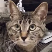 猫の顔