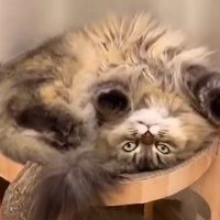 ベッド型爪研ぎからはみ出ないように体を丸めている猫