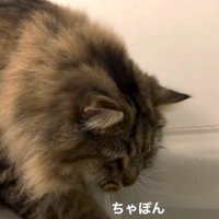 浴槽の縁から前足を入れる猫