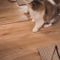 鏡を見ている子猫