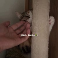 手を差し出されて、キャットタワーに抱きつく猫