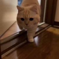 ドアから廊下に出てくる猫